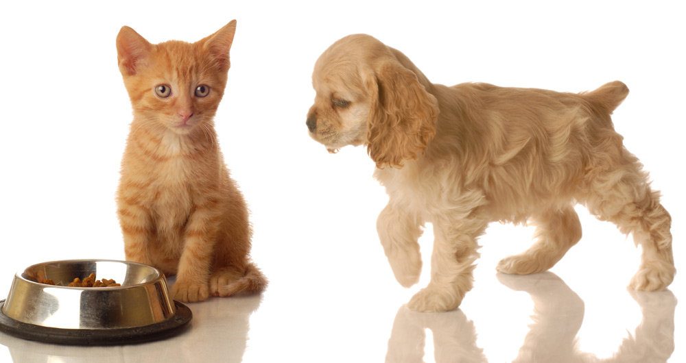 Important Update on Spain's New Animal Welfare Law
