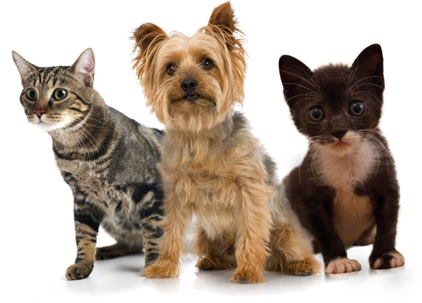 Pets are not "things"
